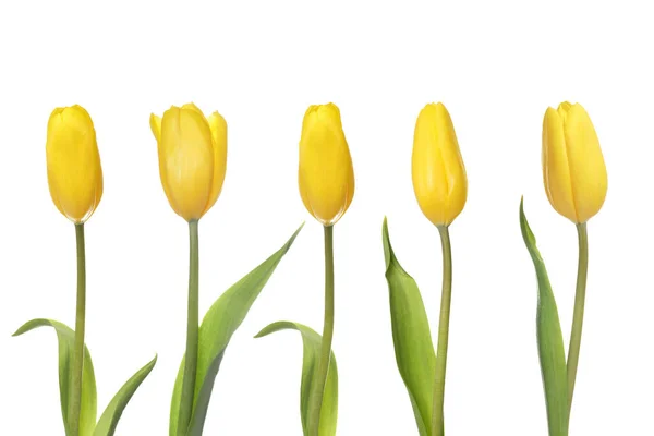 Kolaż Pięknymi Tulipanami Białym Tle — Zdjęcie stockowe