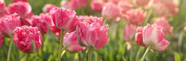 Belles Tulipes Dans Champ Par Temps Ensoleillé Gros Plan Conception — Photo