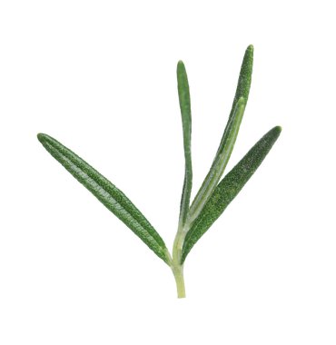 Taze biberiye beyaz izole fışkın