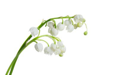 Vadinin güzel zambakları beyaz arka planda