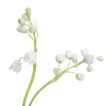 Vadinin güzel zambakları beyaz arka planda