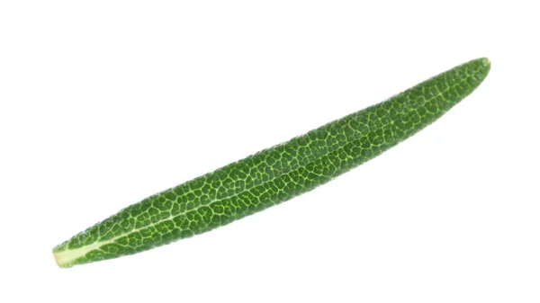 Leaf Fresh Rosemary Isolated White — Stock Photo, Image