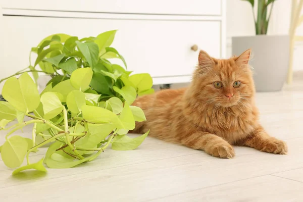 Αξιολάτρευτη Γάτα Κοντά Στο Πράσινο Φυτό Στο Πάτωμα Στο Σπίτι — Φωτογραφία Αρχείου