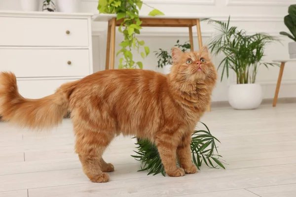 Χαριτωμένη Γάτα Κοντά Αναποδογύρισε Φυτό Στο Σπίτι — Φωτογραφία Αρχείου