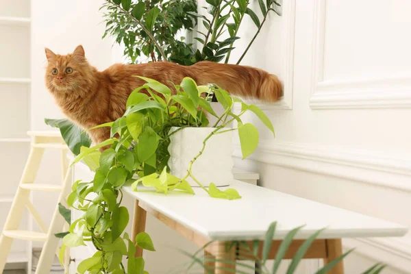Αξιολάτρευτη Κόκκινη Γάτα Κοντά Πράσινα Φυτά Στο Λευκό Τραπέζι Στο — Φωτογραφία Αρχείου