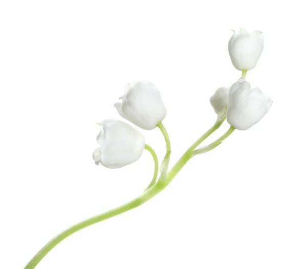 Krásná Lilie Údolí Květiny Bílém Pozadí — Stock fotografie