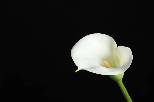 Beautiful calla lily flower on black background, closeup. Space for text
