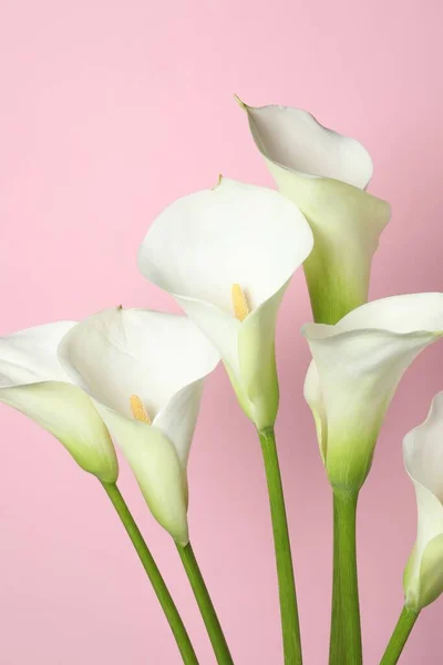 Hermosas Flores Lirio Cala Sobre Fondo Rosa — Foto de Stock