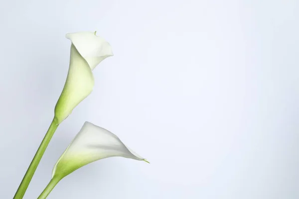 Belles Fleurs Lys Calla Sur Fond Blanc Espace Pour Texte — Photo