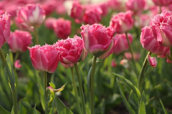 Mooie Kleurrijke Tulpen Groeien Bloembed Selectieve Focus — Stockfoto