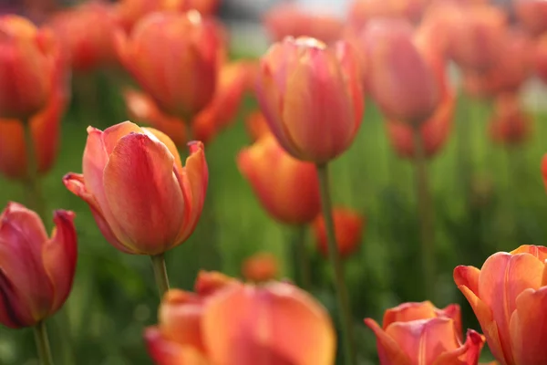 Piękne Kolorowe Tulipany Rosnące Klombie Kwiatowej Selektywne Skupienie — Zdjęcie stockowe