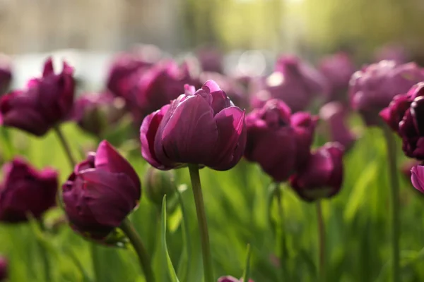 Schöne Bunte Tulpen Wachsen Blumenbeet Nahaufnahme — Stockfoto