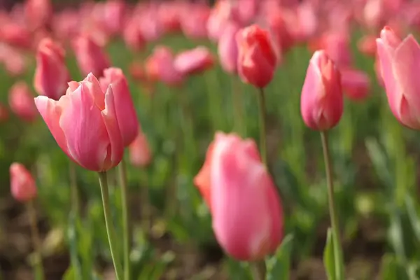 Mooie Kleurrijke Tulpen Groeien Bloembed Selectieve Focus — Stockfoto