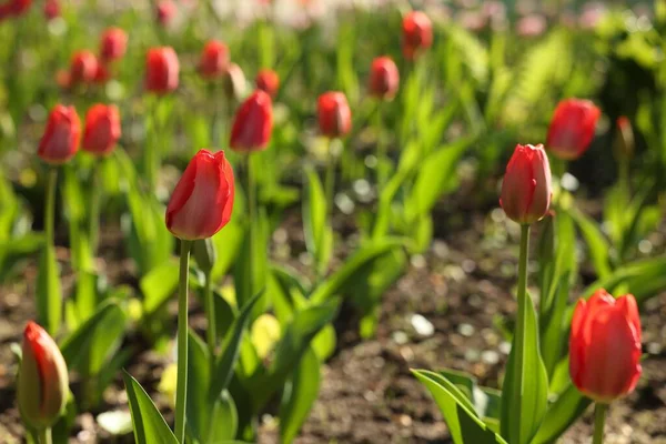 Mooie Rode Tulpen Groeien Buiten Zonnige Dag — Stockfoto