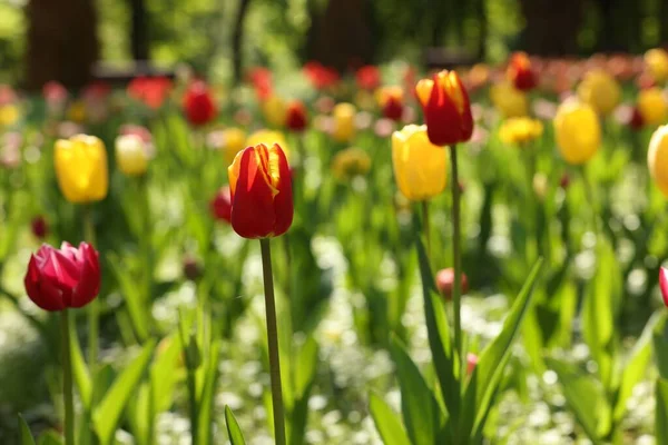 Stock image Beautiful bright tulips growing outdoors on sunny day