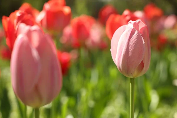 Belles Tulipes Lumineuses Poussant Extérieur Jour Ensoleillé Gros Plan — Photo