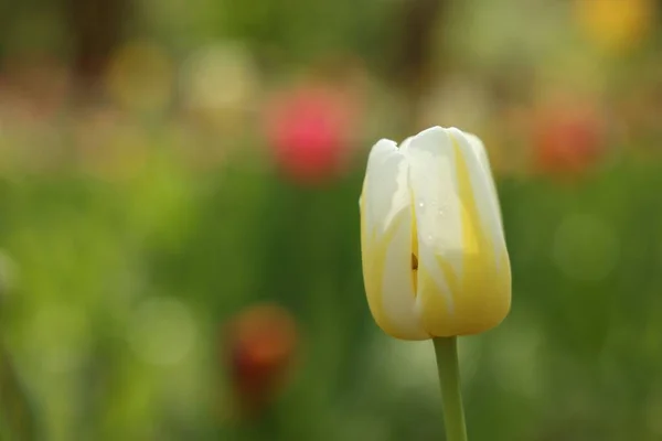 Beautiful White Tulip Growing Outdoors Closeup Space Text — Stock Photo, Image