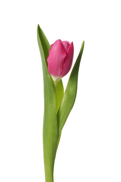 Bellissimo Fiore Tulipano Rosa Isolato Bianco — Foto Stock