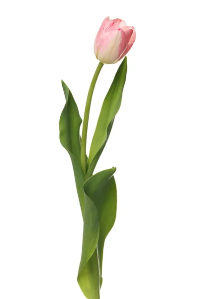 Schöne Rosa Tulpe Blume Isoliert Auf Weiß — Stockfoto