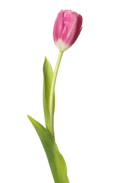 Bellissimo Fiore Tulipano Rosa Isolato Bianco — Foto Stock