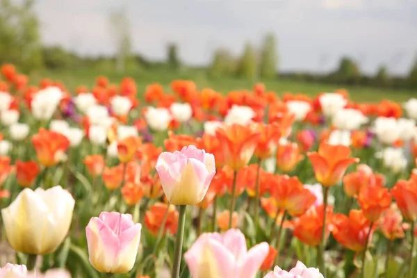 Lindas Flores Tulipa Crescendo Campo Close — Fotografia de Stock