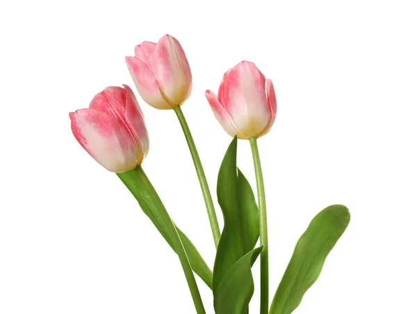 Piękny Różowy Tulipan Kwiaty Izolowane Białym — Zdjęcie stockowe
