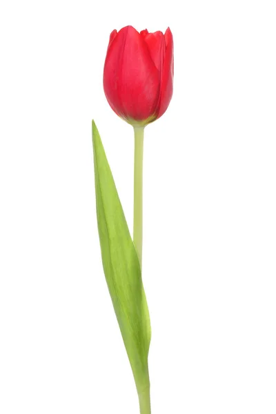 Bellissimo Fiore Tulipano Rosso Isolato Bianco — Foto Stock