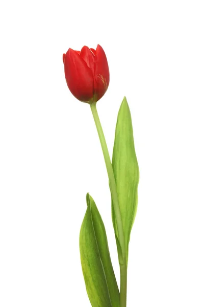 Güzel Kırmızı Lale Çiçeği Bembeyaz — Stok fotoğraf