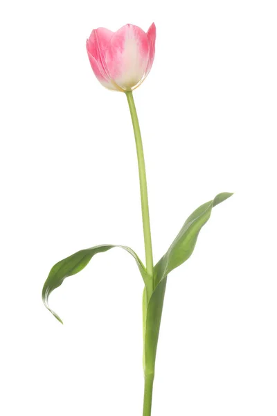 Beautiful Pink Tulip Flower Isolated White — Stock Photo, Image