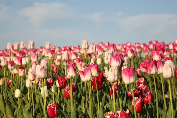 Piękne Kolorowe Kwiaty Tulipan Rośnie Polu Słoneczny Dzień — Zdjęcie stockowe