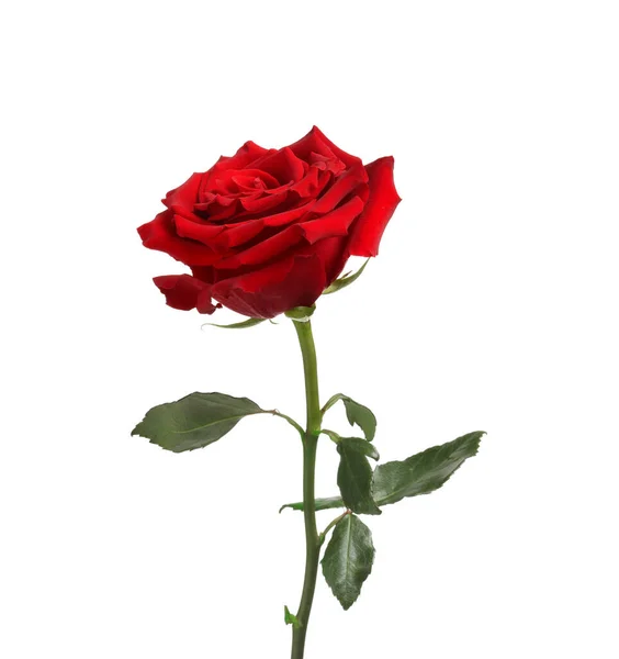 Hermosa Rosa Roja Fresca Aislada Blanco —  Fotos de Stock