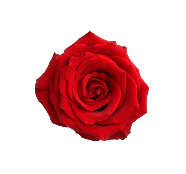 Rosa Vermelha Fresca Bonita Isolada Branco — Fotografia de Stock
