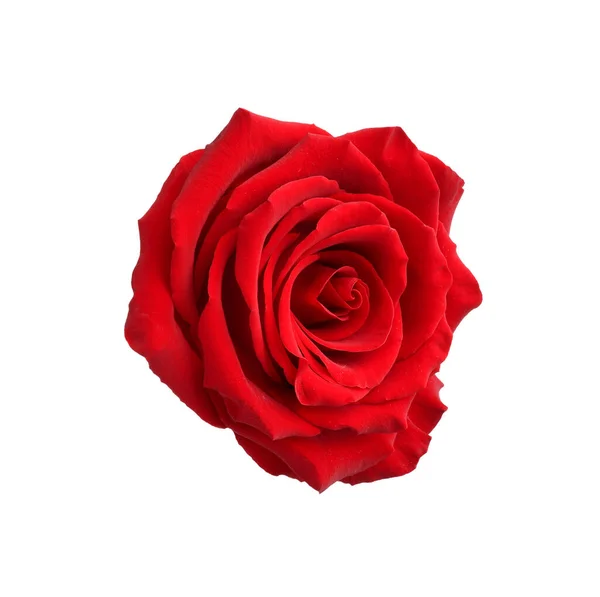 Schöne Frische Rote Rose Isoliert Auf Weiß — Stockfoto