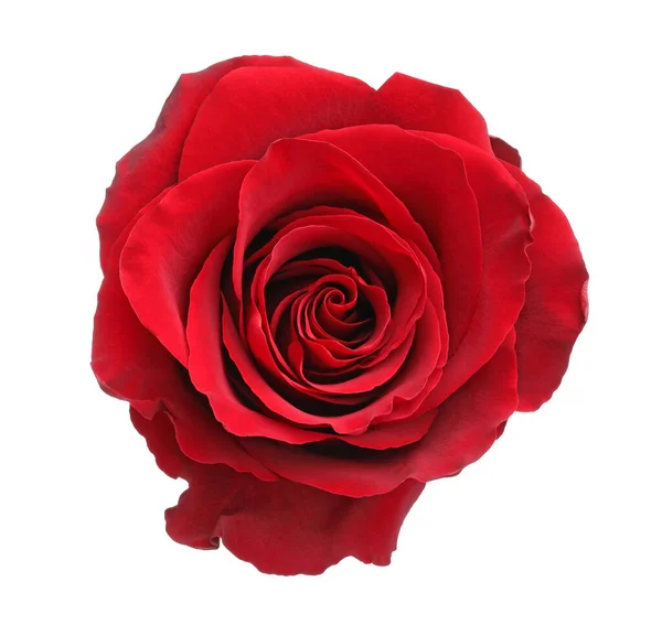 Beautiful Fresh Red Rose Isolated White — Stock Photo, Image