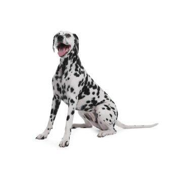 Adorable Dalmatian dog on white background. Lovely pet