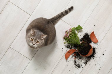 Şirin kedi ve kırık saksı, yerde sinerarya bitkisi, üst manzara.