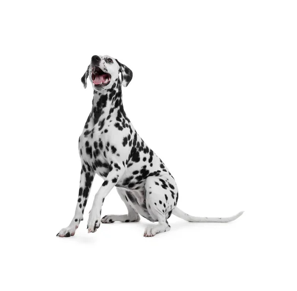 Adorable Perro Dálmata Sobre Fondo Blanco Hermosa Mascota — Foto de Stock