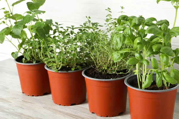 Différentes Herbes Aromatiques Pot Sur Une Table Bois Léger Gros — Photo