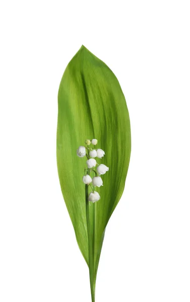 Όμορφο Κρίνο Της Κοιλάδας Λουλούδι Πράσινο Φύλλο Λευκό Φόντο — Φωτογραφία Αρχείου