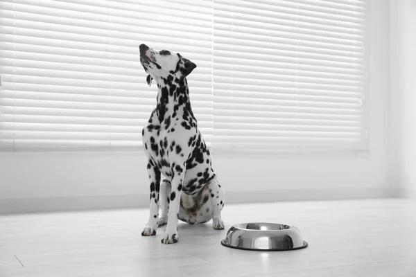 Привабливий Далматинський Собака Чаша Годування Приміщенні — стокове фото