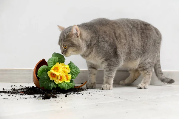 Şirin bir kedi ve kırık bir saksı. Kapalı alanda çiçek tohumu var.