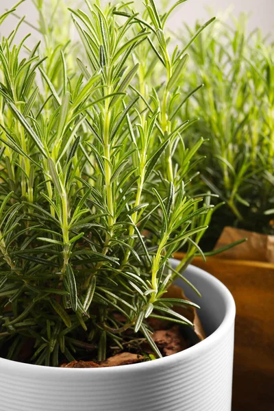 Rosemary Hijau Aromatik Tumbuh Dalam Pot Closeup — Stok Foto