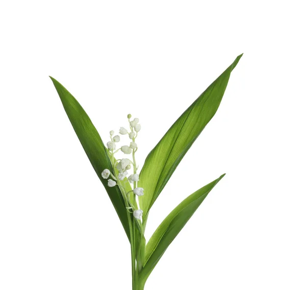 Όμορφος Κρίνος Της Κοιλάδας Λουλούδια Πράσινα Φύλλα Λευκό Φόντο — Φωτογραφία Αρχείου
