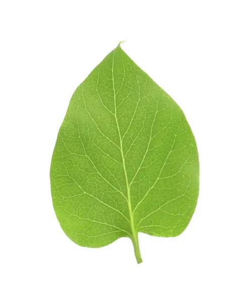 Jeden Zelený Šeříkový List Izolovaný Bílém — Stock fotografie