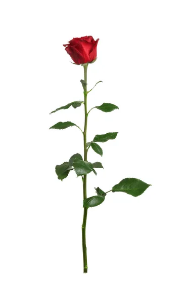 Свежая Красная Роза Изолирована Белом — стоковое фото