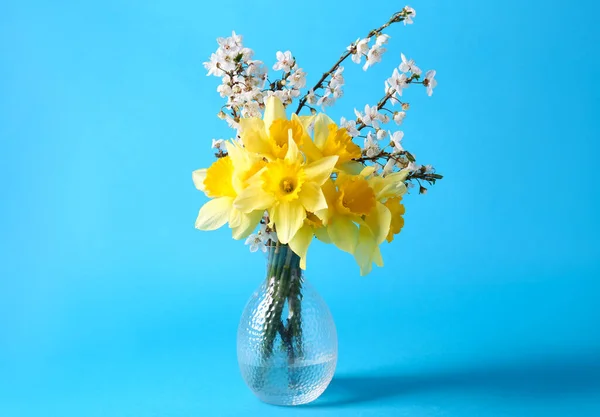 Bouquet of beautiful yellow daffodils and cherry blossom in vase on light blue background