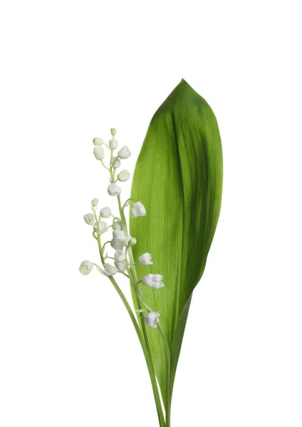 Όμορφος Κρίνος Της Κοιλάδας Λουλούδια Πράσινο Φύλλο Λευκό Φόντο — Φωτογραφία Αρχείου