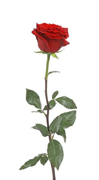 Belle Rose Rouge Fraîche Isolée Sur Blanc — Photo