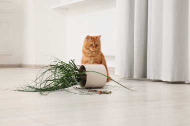 Şirin kedi, evdeki çiçekleri deviriyordu.