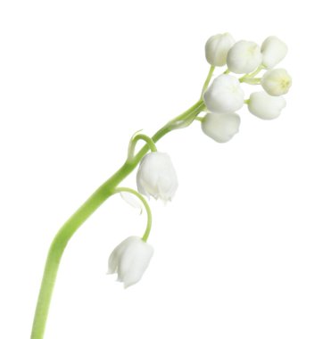 Beyaz arka planda vadi çiçeğinin güzel zambağı